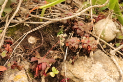 Crassula orbicularis