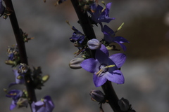 Campanula pyramidalis