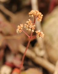 Crassula orbicularis