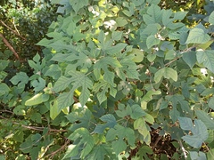 Broussonetia papyrifera