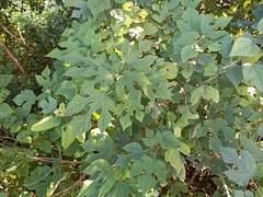 Broussonetia papyrifera