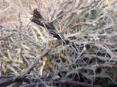 Euphorbia schinzii