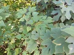 Broussonetia papyrifera