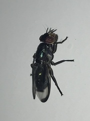 Senopterina