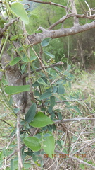 Cocculus hirsutus