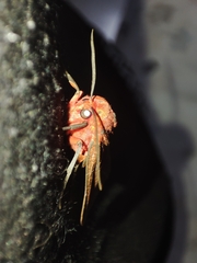 Phaegopterina