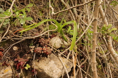Albuca bracteata