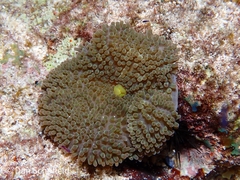 Stichodactyla helianthus