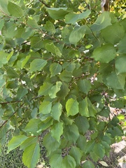 Prunus armeniaca