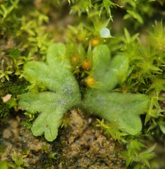 Riccia glauca