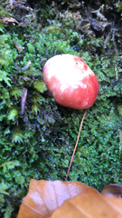 Gomphidius subroseus