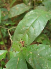 Micrathena