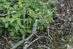 Baculellum articulatum