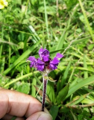 Prunella vulgaris hispida