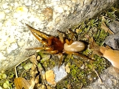 Dysderoidea