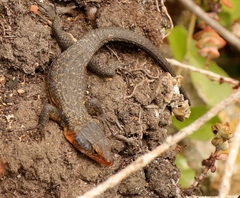 Ninurta coeruleopunctatus