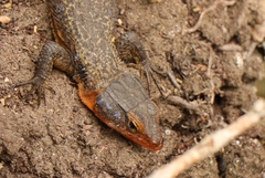 Ninurta coeruleopunctatus