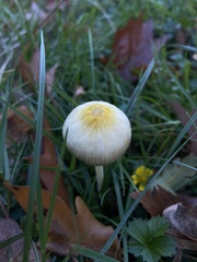 Bolbitius