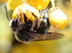 Andrena impolita