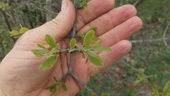 Strychnos madagascariensis