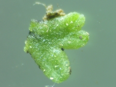 Riccia glauca