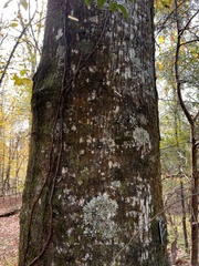 Quercus laurifolia