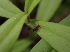 Dicyrtomina