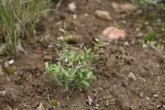Fockea edulis