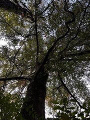 Quercus laurifolia