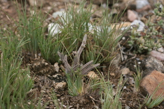 Crassula muscosa