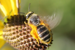 Andrena rudbeckiae