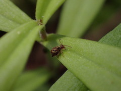 Dicyrtomina