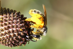 Andrena rudbeckiae