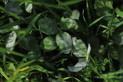 Erysiphe trifoliorum