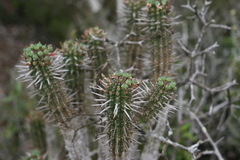 Euphorbia mammillaris