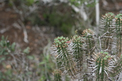 Euphorbia mammillaris