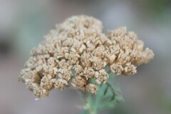 Achillea ligustica