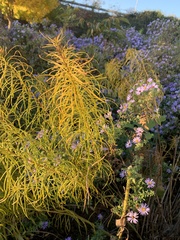 Amsonia hubrichtii