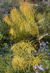 Amsonia hubrichtii