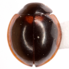 Exochomus subrotundus