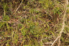 Bonatea speciosa