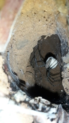 Euprosthenops