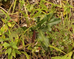 Bonatea speciosa