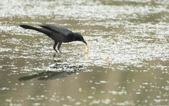 Quiscalus major westoni