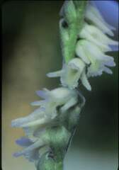 Spiranthes vernalis