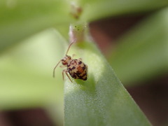 Dicyrtomina