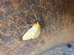 Pseudischnocampa nervosa