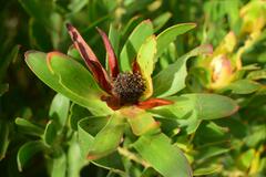Leucadendron laureolum
