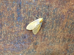 Pseudischnocampa nervosa