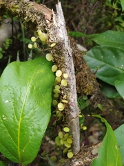 Peperomia rotundifolia